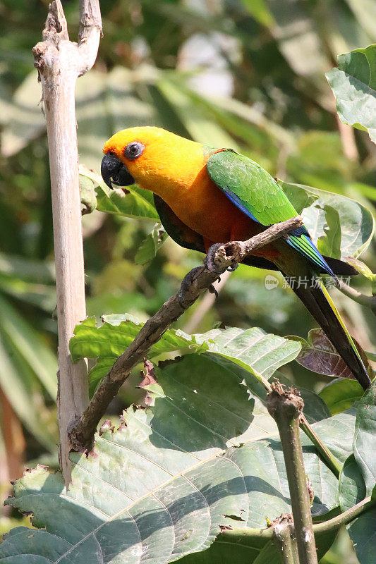 太阳conure (Aratinga solstitialis)的特写图像，鹦鹉栖息在阳光下的树枝上，重点在前景